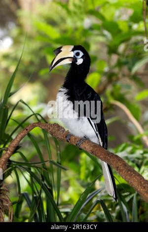 Orientalische Rattenhornvogel (Anthracoceros albirostris), Hornvogel, Tiere, Vögel, orientalische Rattenhornvogel, Erwachsene Frau, hoch oben in Indonesien Stockfoto