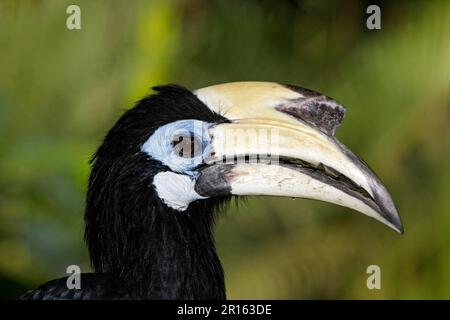 Orientalische Rattenhornvogel (Anthracoceros albirostris), Hornvogel, Tiere, Vögel, orientalische Rattenhornvogel, Erwachsene Frau, Nahaufnahme des Kopfes, Indonesien Stockfoto