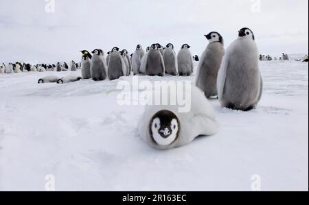 Kaiserpinguinküken (Aptenodytes forticoso), Gruppe in Kolonie auf Seeis, Snow Hill Island, Weddell Sea, Antarktis Stockfoto