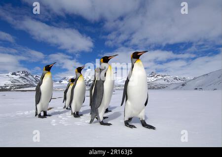 Aptenodytes patagonica, Königspinguin, Königspinguine (Aptenodytes patagonicus), Pinguine, Tiere, Vögel, Königspinguine Erwachsene, Steht auf Schnee, St. Stockfoto
