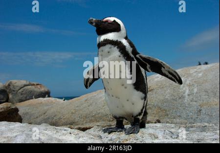 Afrikanischer Pinguin (Spheniscus demersus) auf Felsen, mit blauem Himmel dahinter, Südafrika Stockfoto