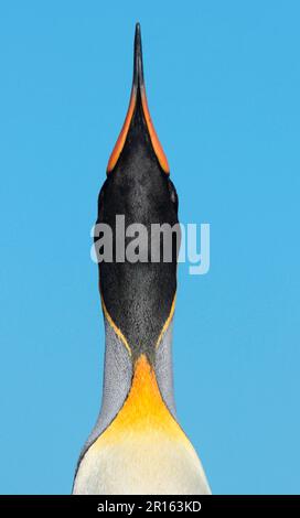 König Pinguin (Aptenodytes patagonicus), männlich, Nahaufnahme von Kopf und Hals, in Skypointing und Trompeten, Salisbury Plain, Südgeorgien Stockfoto