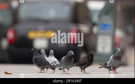 Feral Pigeon (Columba livia) strömt durch die Stadt Sheffield, South Yorkshire, England, Großbritannien Stockfoto