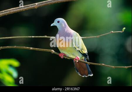 Grüne Taube mit rosafarbenem Hals (Treron vernans), Frühlingstauben, Grüne Taube, Grüne Tauben, Tauben, Tiere, Vögel, rosafarbene grüne Taube, männlich hoch oben Stockfoto