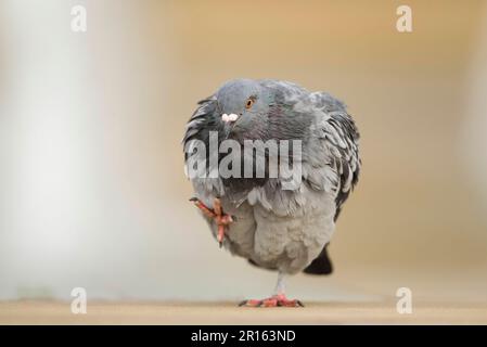 Feral Pigeon (Columba livia), Erwachsener, mit nassem Gefieder nach dem Baden im Springbrunnen im Stadtzentrum, Sheffield, South Yorkshire, England, Großbritannien Stockfoto