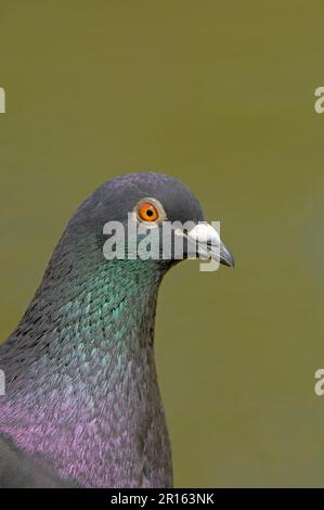 Feral Pigeon (Columba livia), Erwachsene, Nahaufnahme von Kopf und Hals, England, Großbritannien Stockfoto