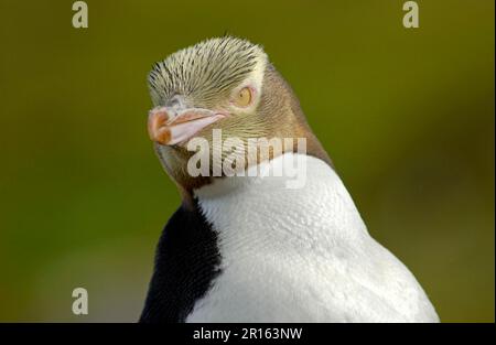 Gelbäugiger Pinguin (Megadyptes-Antipoden) Nahaufnahme des Kopfes, Enderby Island, Neuseeland Stockfoto