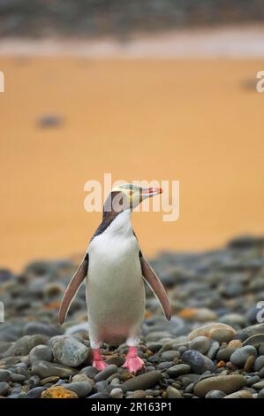 Gelbäugiger Pinguin (Megadyptes Antipoden), Erwachsener, am Strand, Oamaru, Südinsel, Neuseeland Stockfoto