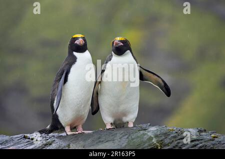 Makkaroni-Pinguin (Eudyptes chrysolophus), erwachsenes Paar, zusammen auf Felsen bei Regen, Royal Bay, Südgeorgien Stockfoto