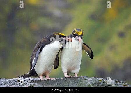 Makkaroni-Pinguin (Eudyptes chrysolophus), erwachsenes Paar, zusammen auf Felsen bei Regen, Royal Bay, Südgeorgien Stockfoto