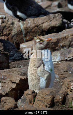 Südlicher Felshopferpinguin (Eudyptes chrysocome) Albino-Vogel, Falkland Stockfoto