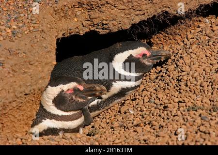 Erwachsenes Paar Magellanischer Pinguin (Spheniscus magellanicus), schläft am Eingang der Höhle in der Zuchtkolonie, Estancia San Lorenzo, Chubut, Argentinien Stockfoto