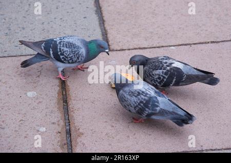 Rock Dove (Columba livia) drei Erwachsene, die Brot fressen, King's Cross, Islington, Inner London, England, Vereinigtes Königreich Stockfoto