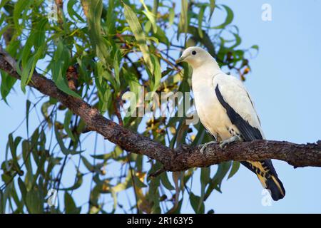 Rattenpferd-Taube (Ducula bicolor), ausgewachsen, hoch oben auf Eukalyptusbaum Northern Territory, Australien Stockfoto