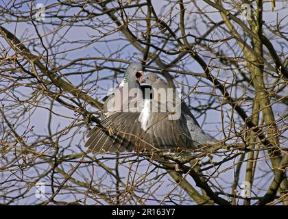 Holztaube (Columbus palumbus), Erwachsener, bettelnd, jung, im Baum sitzend, England, Frühling Stockfoto