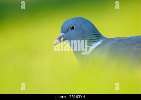 Wood Pigeon (Columbus palumbus), Erwachsener, Nahaufnahme des Kopfes, Oxfordshire, England, Großbritannien Stockfoto