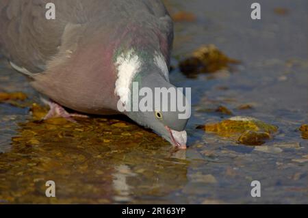 Wood Pigeon (Columbus palumbus), Erwachsener, Trinken, Nahaufnahme des Kopfes, Oxfordshire, England, Vereinigtes Königreich Stockfoto