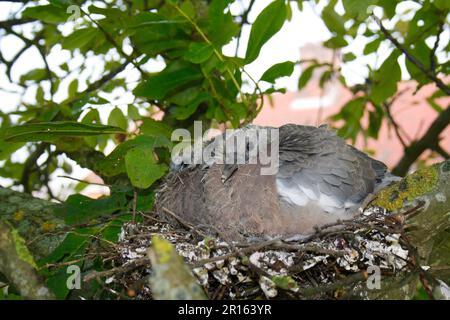 Taubenküken (Columbus palumbus), die im Nest auf einem Zweig von gemeiner persischer Walnuss (Juglans regia) in Garden, Suffolk, England, United, sitzen Stockfoto