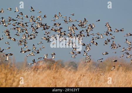 Holztaube, Holztauben, Tauben, Tiere, Vögel, Holztaubenherde (Columbus palumbus), im Flug über Ackerland, Suffolk, England, Vereinigtes Königreich Stockfoto