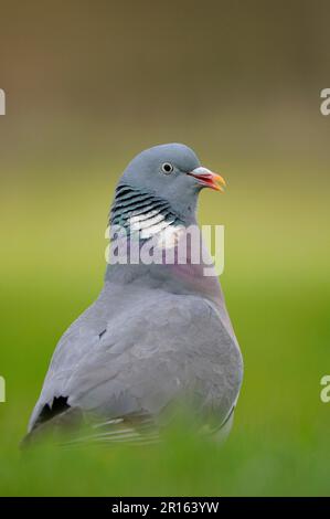 Wood Pigeon (Columbus palumbus) adult, Standing on Grass, Oxfordshire, England, Vereinigtes Königreich Stockfoto