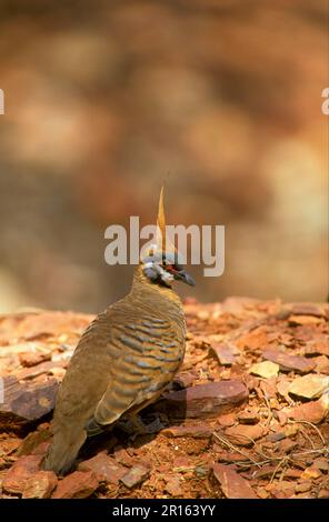 Spinifex Pigeon (Geophaps plumifera), Erwachsener, hoch oben auf Felsen, Pound Walk, Ormiston Gorge, West MacDonnell N. P. West MacDonnell Range, Red Centre Stockfoto