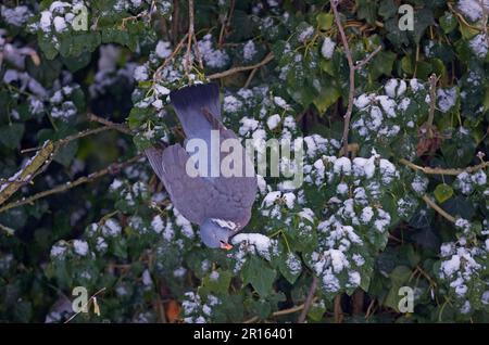 Holztaube, Holztauben, Tauben, Tiere, Vögel, Holztaube (Columbus palumbus), ausgewachsen, Fütterung von Efeu-Beeren (Hedera helix) im Schnee Stockfoto