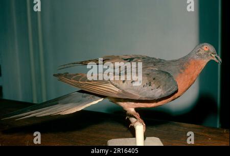 Wandertaubenarten (Ectopistes migratorius) sind jetzt ausgestorben, ausgestopft, Museumsstück Stockfoto