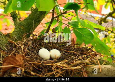 Holztaube, Holztauben (Columba palumbus), Tauben, Tiere, Vögel, Holztaube zwei Eier im Nest, auf einem Zweig von gemeiner persischer Walnuss (Juglans Stockfoto