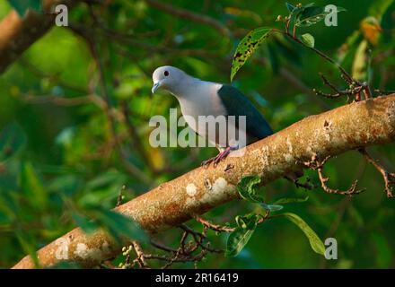 Grüne Kaisertaube (Ducula aenea), Bronzetaube, Bronzetauben, Tauben, Tiere, Vögel, grüne Kaisertaube, männlicher Erwachsener, hoch oben Stockfoto