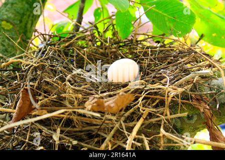 Holztaube, Holztauben (Columba palumbus), Tauben, Tiere, Vögel, Holztaube ein Ei im Nest, auf einem Zweig von gemeiner persischer Walnuss (Juglans Stockfoto