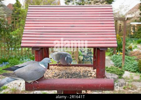 Wood Pigeon (Columba palumbus) zwei Erwachsene, Vogelfütterung im Garten, Essex, England, Großbritannien Stockfoto