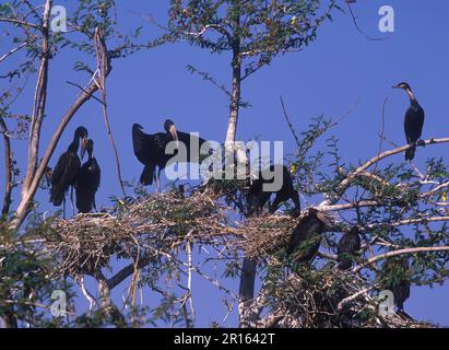Offene Storch-Nesting-Kolonie, Tiere, Vögel, offene Storch-Nesting-Kolonie, Storch, Storch, Storch, Storch, Storch, Storch, Storch, Storch, Stork, Stork, Stork, Stork, Stork, Storch Stockfoto