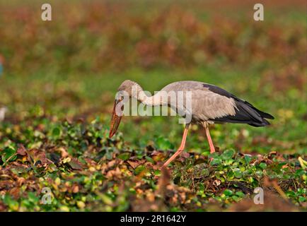 Asiatischer Rotbarsch (Anastomus oscitans), Erwachsener, Futtersuche inmitten von Wasserhyazinthen (Eichhornia sp.) Im Sumpf, Dibru-Saikhowa N. P. Assam, Indien Stockfoto