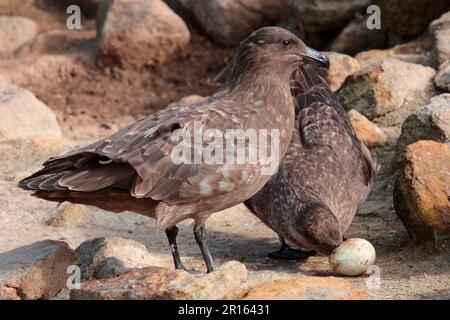 Erwachsene Paare aus der Antarktis Skua (Catharacta antarctica), die gestohlenes Pinguinei füttern, New Island, Falklandinseln Stockfoto