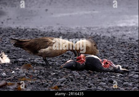 Stercorarius antarctica, Brown skuas, Brown Skua, Brown Skuas, Skua, Skuas, Gulls, Tiere, Vögel, antarktische Skua (Catharacta antarktis) zwei Fütterungen Stockfoto