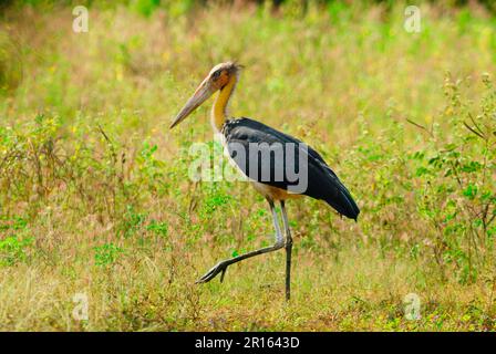 Kleiner Adjutant (Leptoptilos javanicus), Erwachsener, Spaziergang durch trockenes tropisches Grasland, Yala West N. P. Süd-Sri Lanka Stockfoto