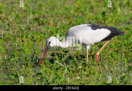 Asiatische Entenbarsche (Anastomus oscitans), Silberschnabel-Storch, Storch, Tiere, Vögel, Asiatischer Storch, Erwachsener, Fütterung im Sumpf, Sri Lanka Stockfoto