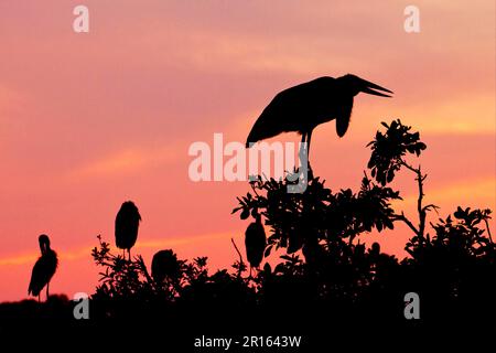 Marabou-Storch (Anastomus lamelligerus) (Leptoptilos crumeniferus), Erwachsener, mit afrikanischem Schwarzschnabelstorch, der bei Sonnenuntergang in den Baum eingehüllt ist, Godikwe Stockfoto