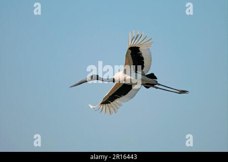 Schwarzhalsstorch (Ephippiorhynchus asiaticus), Erwachsener, im Flug, Kaziranga N. P. Assam, Indien Stockfoto