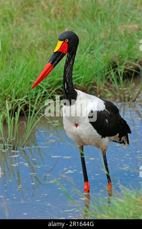 Sattelstorch (Ephippiorhynchus senegalensis), ausgewachsene Frau, die im Wasser steht, Masaii Mara, Kenia Stockfoto