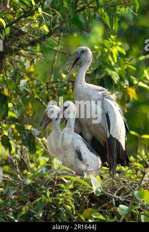 Asiatische Entenbarsche (Anastomus oscitans), Silberschnabel-Storch, Storch, Tiere, Vögel, Asiatischer Storch, Erwachsener mit zwei Küken, im Nest im Baum Stockfoto