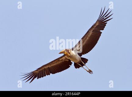 Adjutant (Leptoptilos dubius), ausgewachsen, auf der Flucht, Guwahati, Assam, Indien Stockfoto