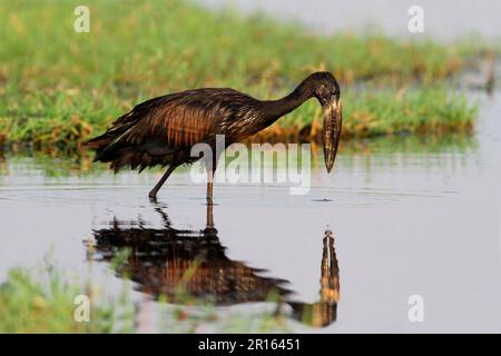 Afrikanischer Offenturch (Anastomus lamelligerus), Erwachsener, Futtersuche im Feuchtgebiet, Chobe N. P. Botsuana Stockfoto