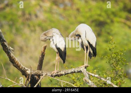 Asiatische Entenbarsche (Anastomus oscitans), Silberschnabel-Storch, Storch, Tiere, Vögel, Asiatischer Storch, zwei Jungtiere, die auf Keolad stehen Stockfoto