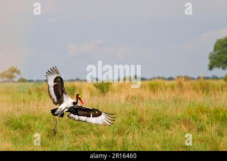 Sattelstorch (Ephippiorhynchus senegalensis), männlich, im Flug, Landung im Habitat, Okavango Delta, Botsuana Stockfoto
