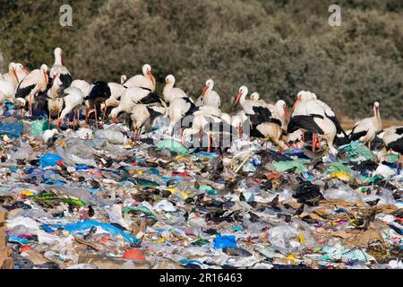 Weißstorch, Weißstorch (Ciconia ciconia), Weißstorch, Weißstorch, Storch, Tiere, Vögel, Weißstorch-Gruppe, die sich von Müllkippen ernährt, Spanien Stockfoto