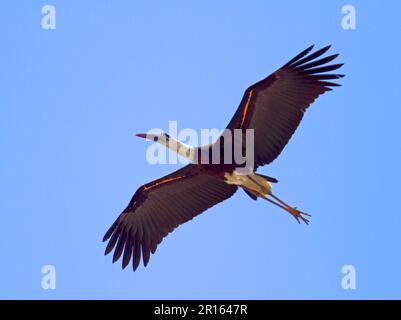 Wollhalsstorch (Ciconia episcopus), Erwachsener, im Flug, Uttaranchal, Indien Stockfoto