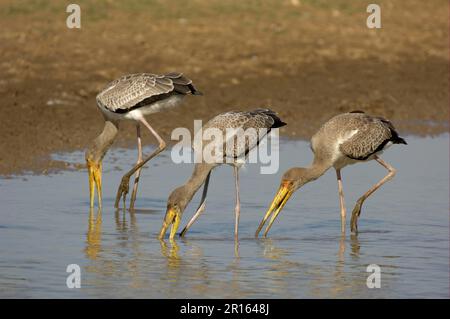 Gelbschnabelstorch (Mycteria ibis) drei Jungtiere, die sich in flachem Wasser ernähren, Süd-Luangwa N. P. Sambia Stockfoto