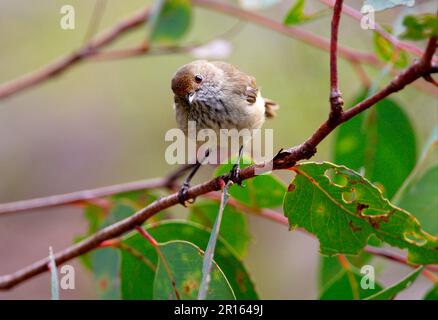 Braundornvogel (Acanthiza pusilla), Erwachsener, hoch oben im Busch, Kopf auf eine Seite gespannt, Girraween N. P. Queensland, Australien Stockfoto
