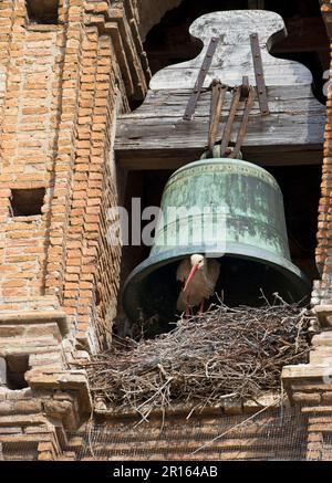 Weißstorch (Ciconia ciconia) Erwachsener, im Nest unter der Glocke, Nestkolonie an der Kathedrale, Alfaro Kathedrale, Alfaro, La Rioja, Spanien Stockfoto